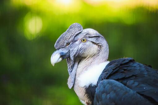 鳥 鳥 動物,鳥,とりの写真素材
