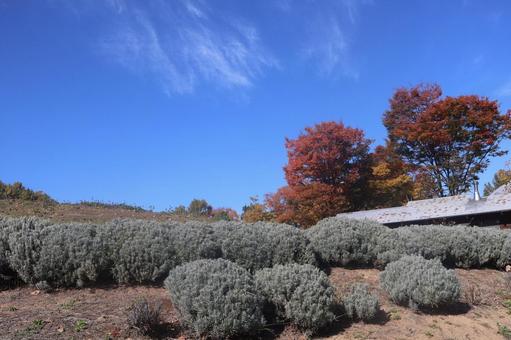 紅葉と青空 青空,晴れ,紅葉の写真素材