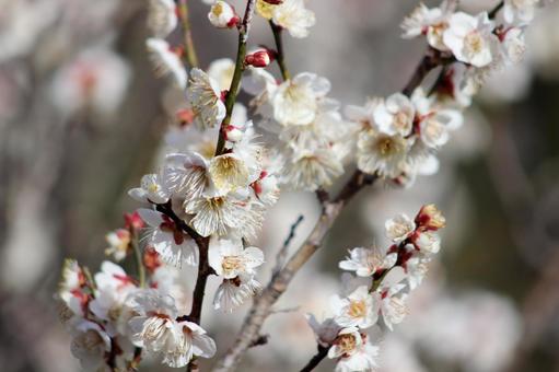 梅の花 梅の花 梅,白,梅林の写真素材