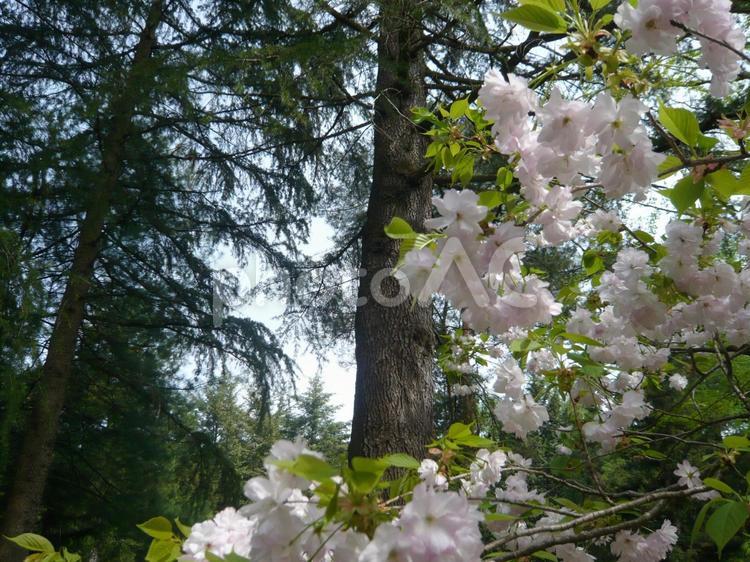 森の中の桜 木々,屋外,自然の写真素材