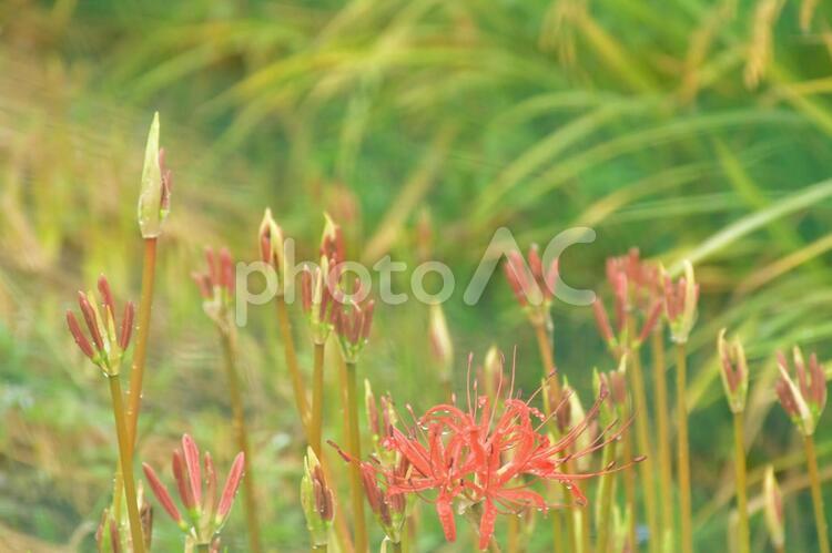 京都北嵯峨彼岸花５ 花,自然,赤の写真素材