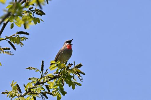 Photo, siberian rubythroat, wild bird, bird, 