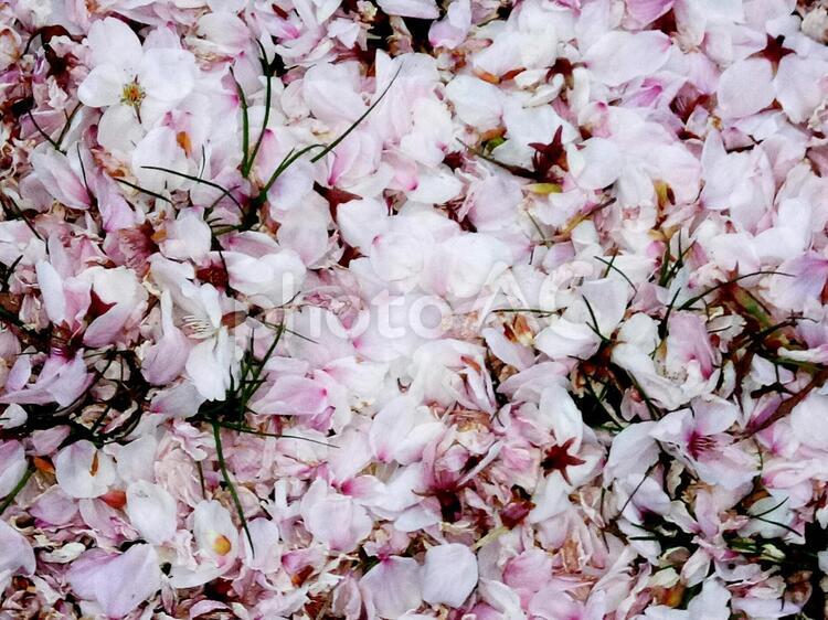 テクスチャ　一面桜の花びらの地面 桜,桜の花びら,テクスチャの写真素材
