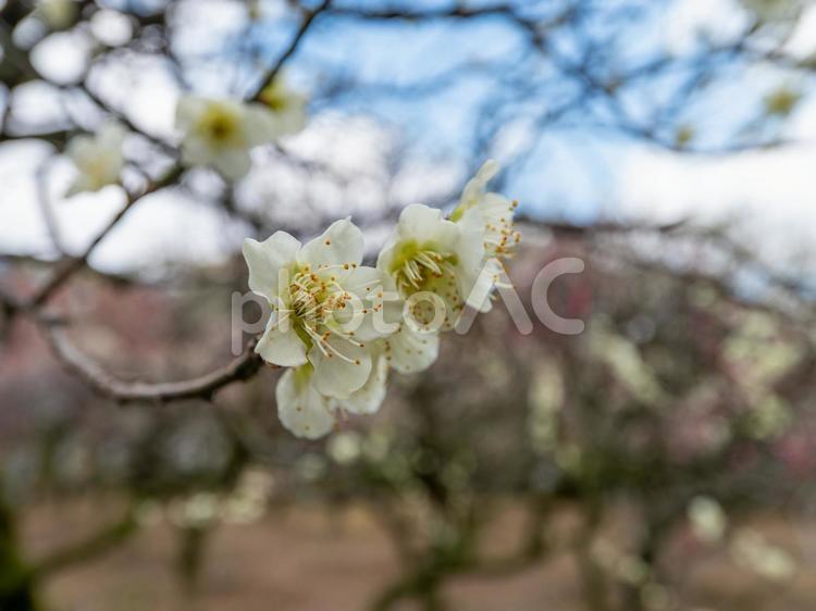 道明寺天満宮に咲く白梅の花 梅園,白梅,梅の写真素材