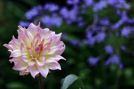 Photo, dahlia, flower, asteraceae plant, 