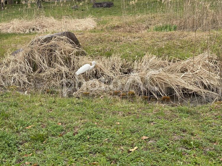 魚を捕まえる白鷺 鷺,白い鳥,birdの写真素材