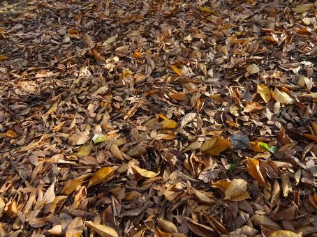 地面一面落ち葉 地面一面落ち葉 駒沢オリンピック公園,遊歩道,紅葉の写真素材
