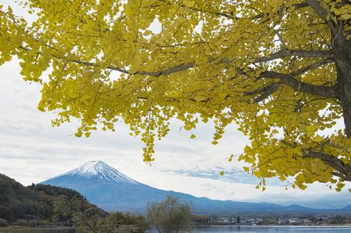 黄色く染まったイチョウの葉と富士山 秋,富士山,イチョウの写真素材