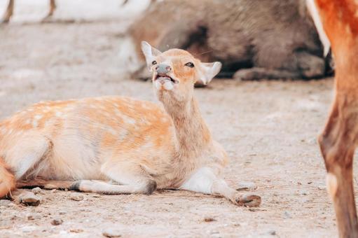 私の相手をしてくれませんか 私の相手をしてくれませんか 鹿,動物,保護の写真素材