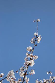 Cherry blossoms in full bloom, JPG Cherry blossoms in full bloom, JPG