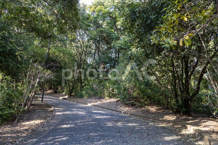 公園の木々の道 自然,木,風景の写真素材