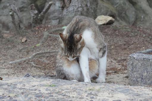 ねこ ねこの写真