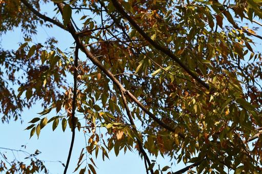 Photo, autumn leaves, autumn, late autumn, 