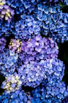 紫陽花が綺麗 紫陽花が綺麗の写真