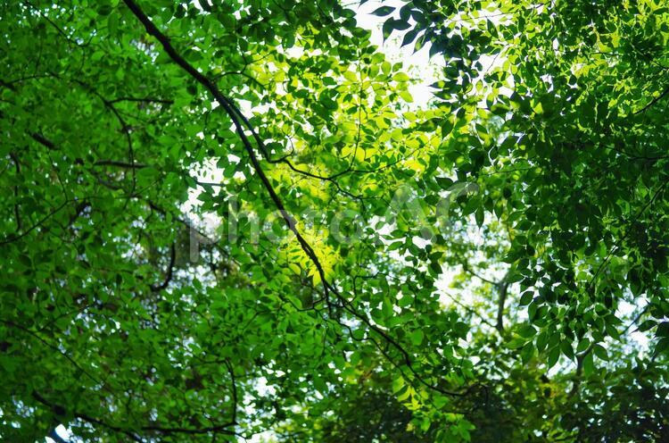 森の木漏れ日 広葉樹 森,林,木漏れ日の写真素材