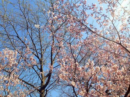 桜 桜の写真