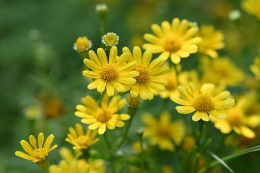 Photo, daisy, flower, yellow, 