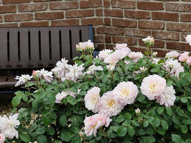 薔薇 バラ,バラ園,薔薇の写真素材