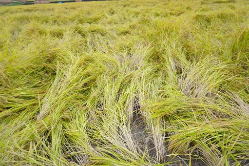 大雨で倒れた収穫前の稲2 稲,米,稲刈りの写真素材