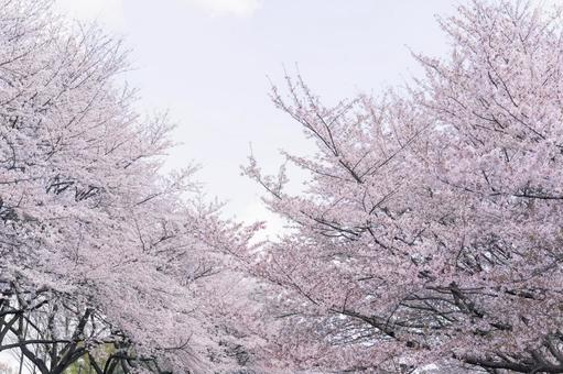 満開 満開の写真