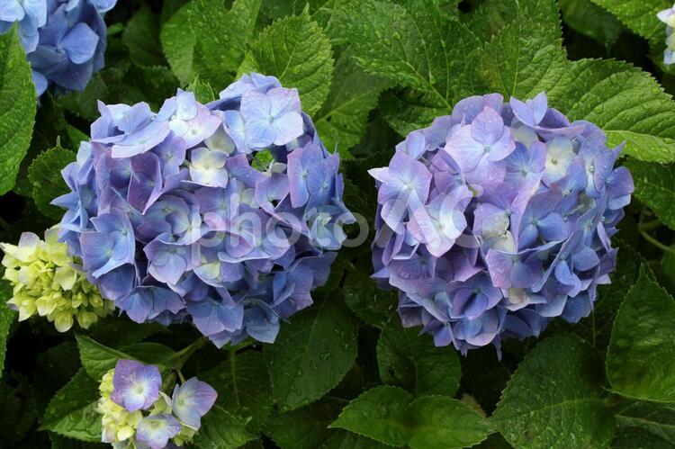 雨の中のアジサイ アジサイ,あじさい,紫陽花の写真素材