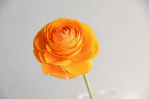 オレンジ色のラナンキュラス ラナンキュラス,オレンジ色,フラワーの写真素材