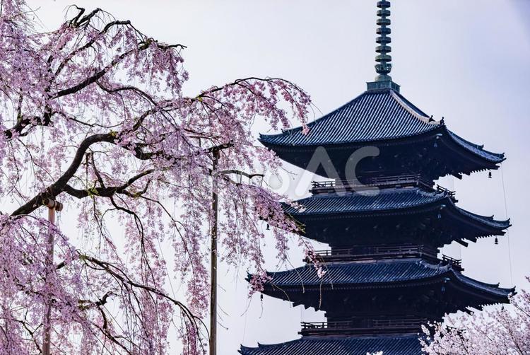 京都府　東寺の五重塔と桜のある風景 東寺,桜,五重塔の写真素材