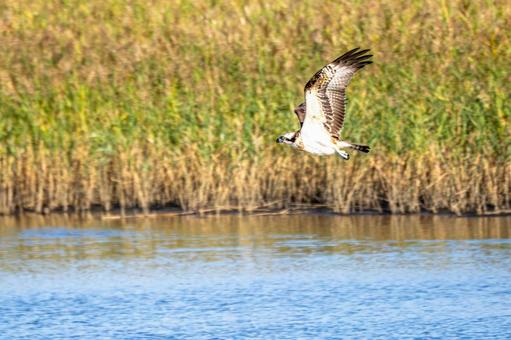 ミサゴ(77) ミサゴ(77)の写真