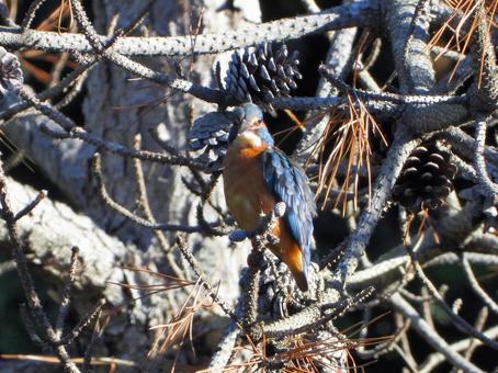 朝の日差しの中のカワセミ 朝の日差しの中のカワセミ カワセミ,鳥,鳥類の写真素材