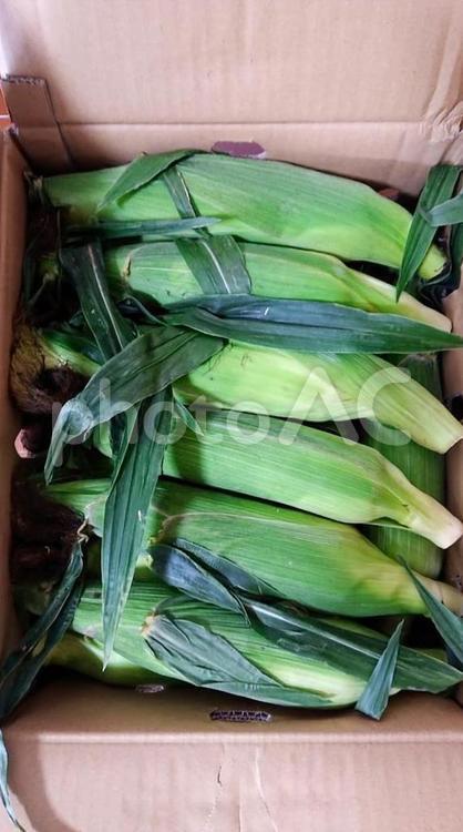 段ボールで送られてきたトウモロコシ 野菜,トウモロコシ,食べ物の写真素材