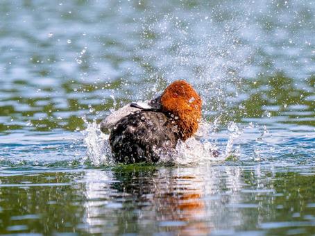 池を泳ぐホシハジロ ホシハジロ,鴨,野鳥の写真素材