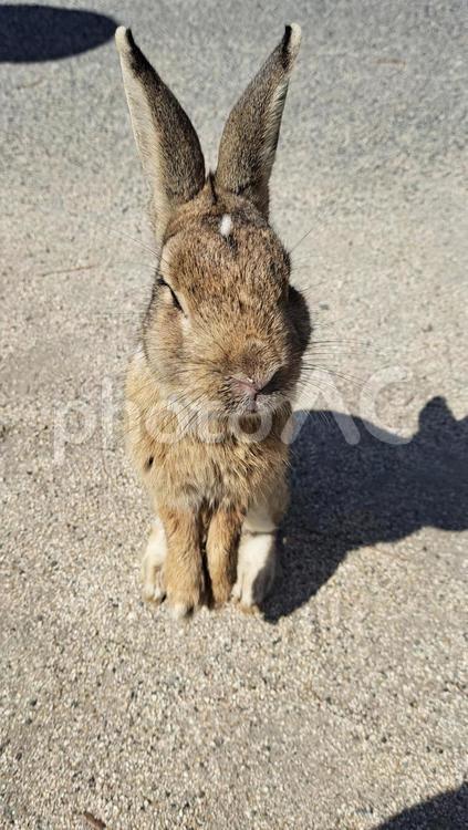 広島県竹原市　大久野島のウサギ うさぎ,大久野島,竹原市の写真素材