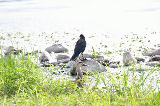 カラス カラスの写真