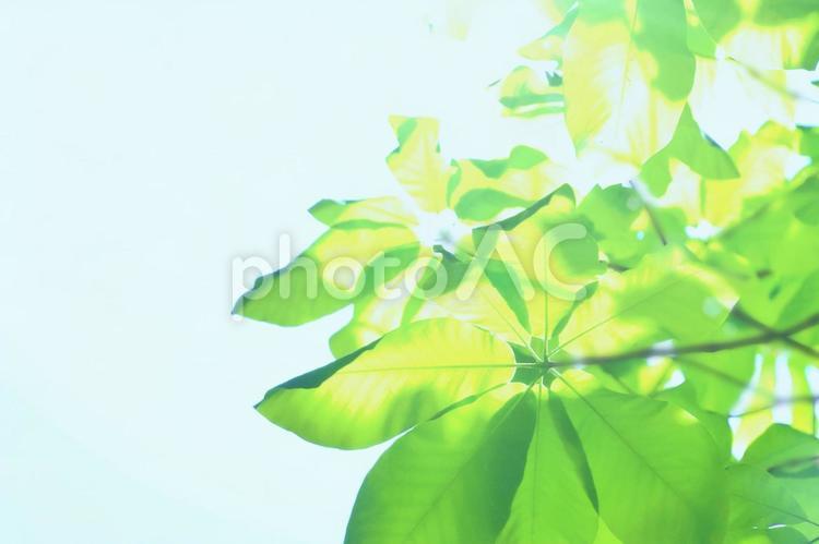 新緑のキラキラした木漏れ日と空 木漏れ日,新緑,キラキラの写真素材