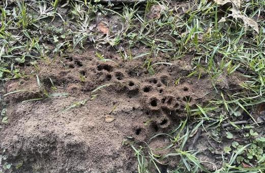 アカヒアリの巣 ファイヤーアント,アカヒアリ,アリの巣の写真素材