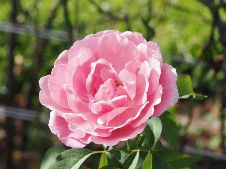 バラ園にてピンクの薔薇を撮影しました バラ園にてピンクの薔薇を撮影しました 花,薔薇,自然の写真素材