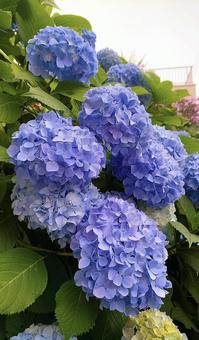 紫陽花 紫陽花の写真