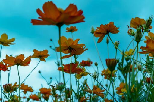 [秋]コスモスの写真