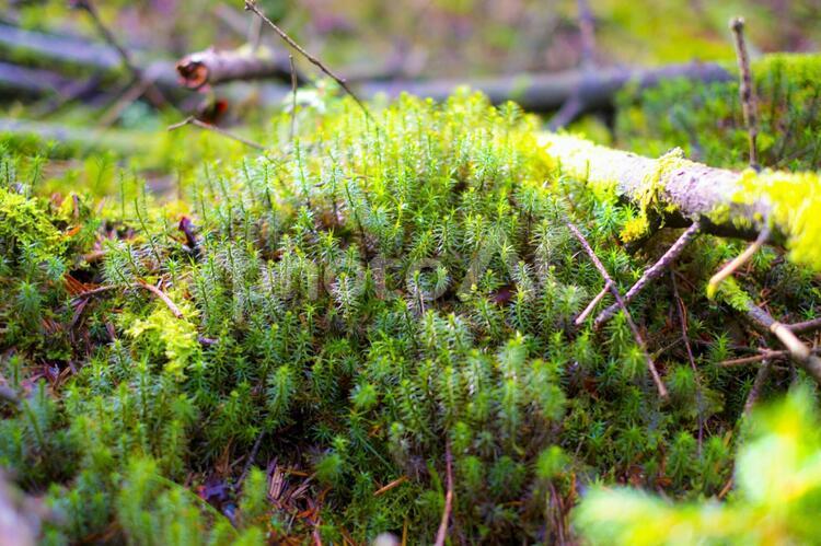 北欧の森のコケ コケ,美しいコケ,植物の写真素材