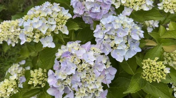 Hydrangea 1, JPG