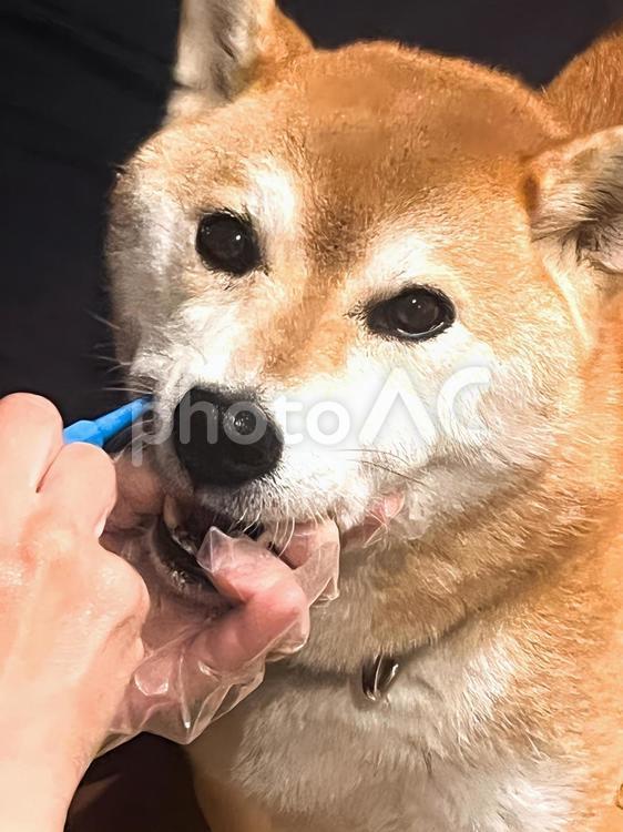 歯みがきをする柴犬11 柴犬,歯磨き,はみがきの写真素材