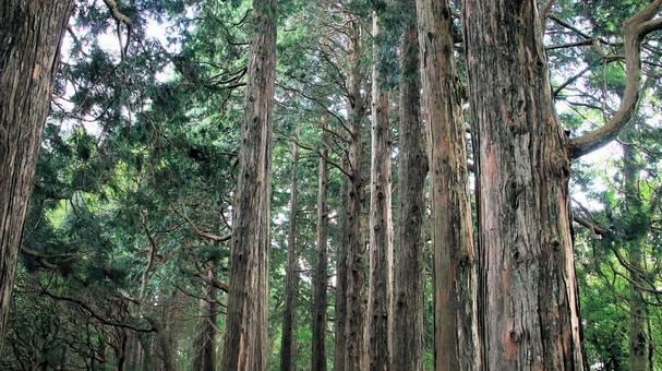 恩賜箱根公園内遊歩道の杉の木の並木道 恩賜箱根公園内遊歩道の杉の木の並木道の写真