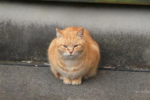 Brown tabby cat sitting curled up outdoors, JPG Brown tabby cat sitting curled up outdoors, JPG