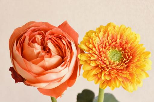 Roses and Gerberas, JPG Roses and Gerberas, JPG