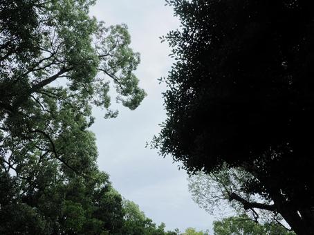 曇り空 空,樹木,曇りの写真素材
