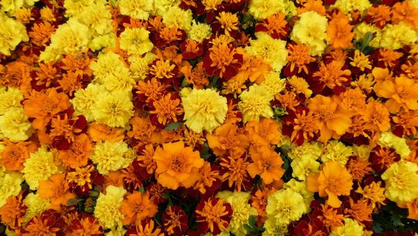 Colorful marigold flowers from above, JPG