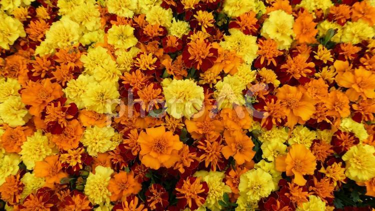 カラフルなマリーゴールドの花を上から 花,マリーゴールド,夏の花の写真素材
