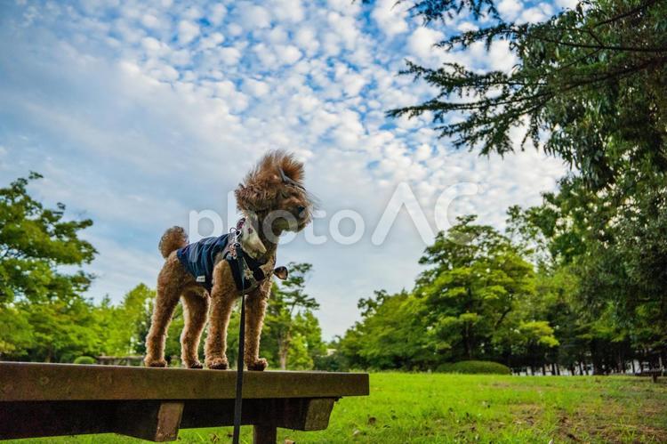夏の公園で遊ぶトイプードル トイプードル,トイプー,夏の写真素材