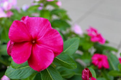 赤い花(左寄せ) 赤い花(左寄せ)の写真