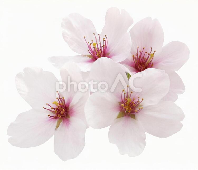 切り抜き素材　桜68 桜,春,白の写真素材
